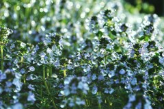 雨上がりの朝