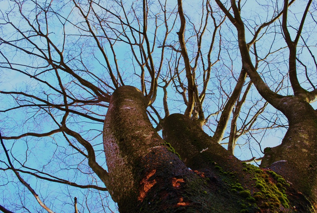 生きる｡｡｡