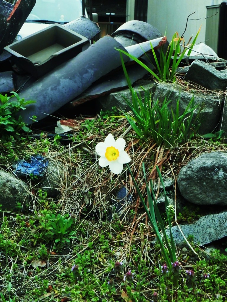 瓦礫に咲く花