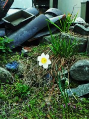 瓦礫に咲く花