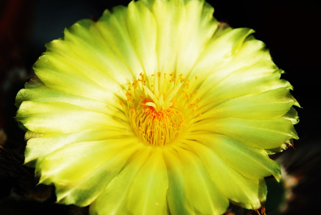 サボテンの花咲いてる