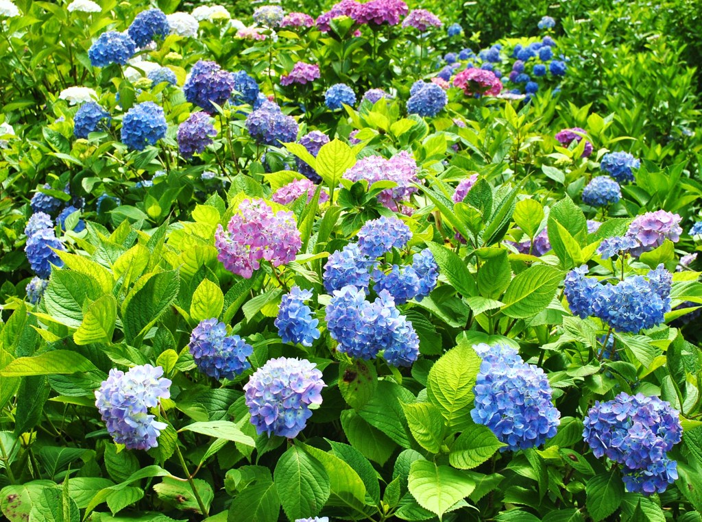 紫陽花