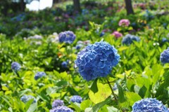 紫陽花