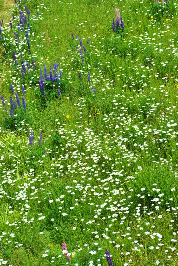 Wild Flower