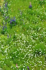 Wild Flower