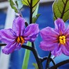 茄子の花