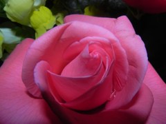 pinkrose