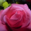 pinkrose