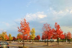 駐車場の紅葉