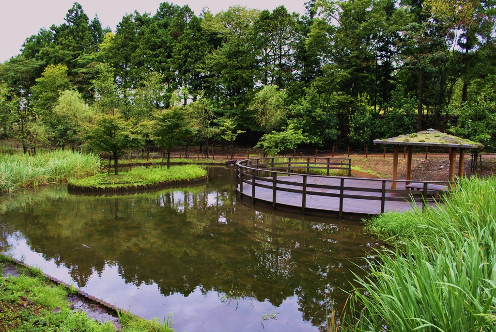公園の池