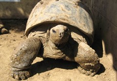 （ナントカ）ゾウガメ