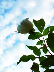 空に向かって咲く