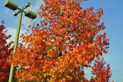 紅葉とスピーカー