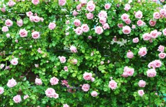 Fence of the rose