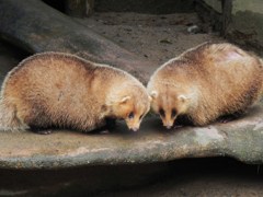 アナグマカップル