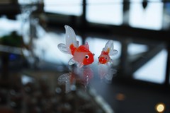 金魚親子