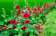道端の花