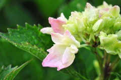 若い紫陽花