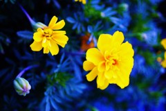 黄色い花（加工）