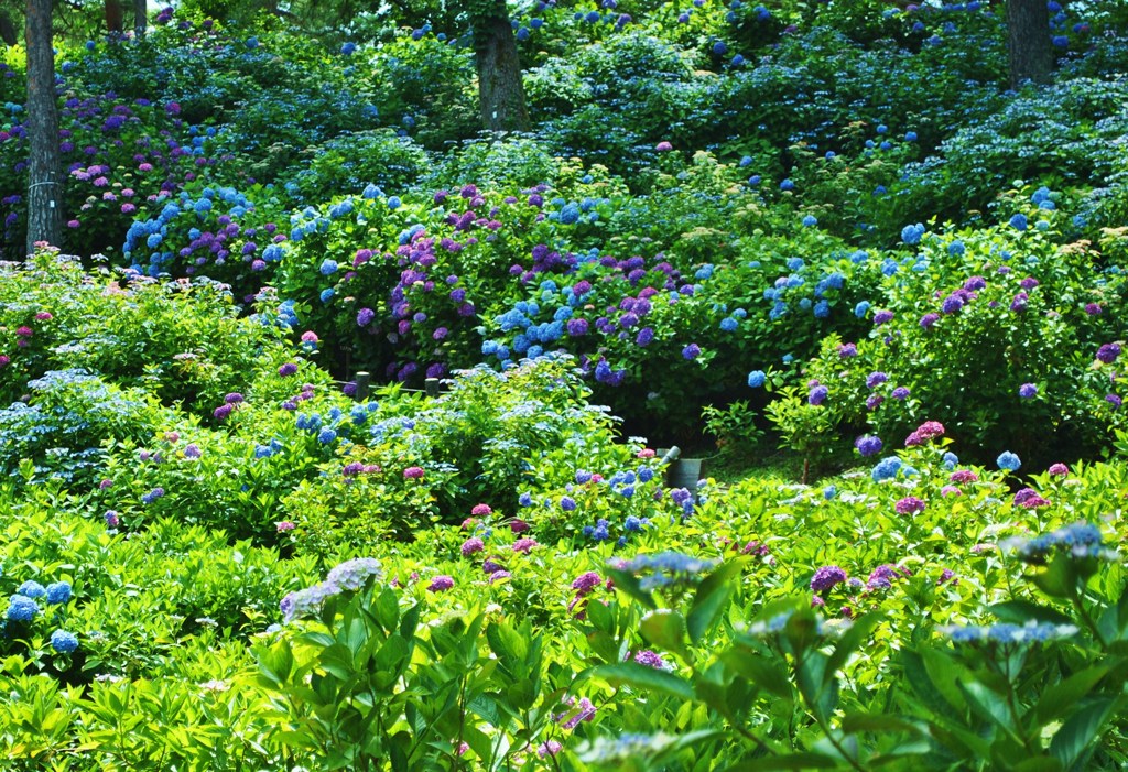 紫陽花園