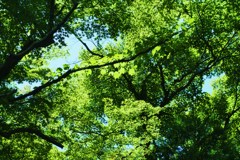 緑のコントラスト