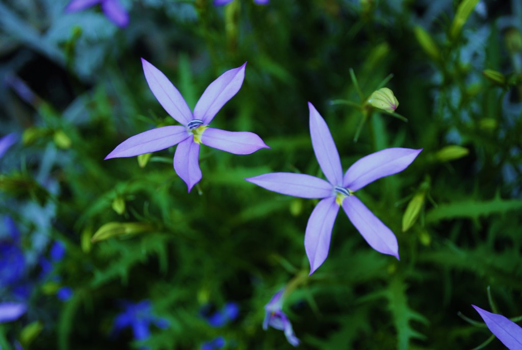 小花