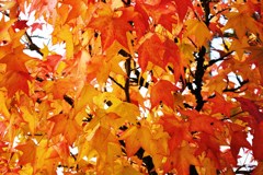 紅葉
