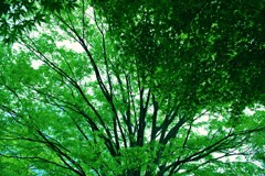 CSC_0030