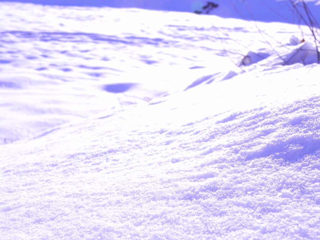 雪原