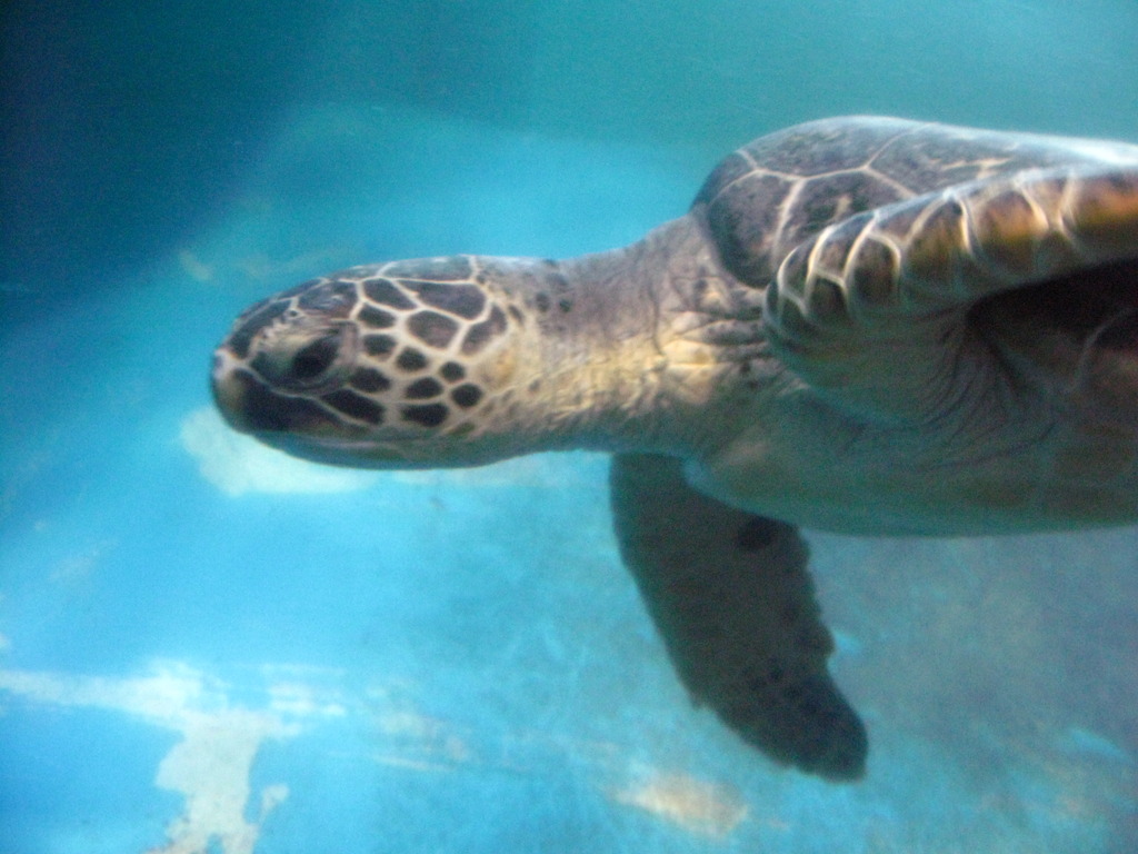 アカウミガメ