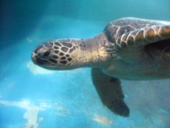 アカウミガメ