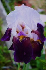 花菖蒲