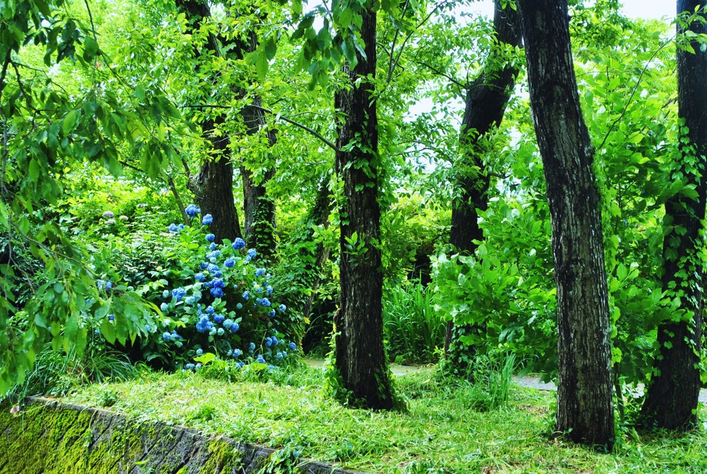 梅雨の風景