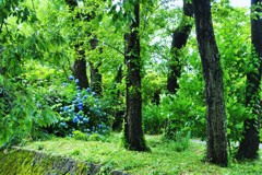 梅雨の風景