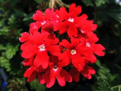 IMG_0332