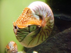 オウム貝