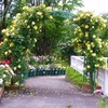 Welcome  to rosegarden