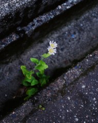 ここに咲くと決めた。