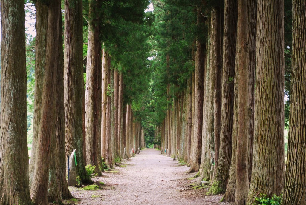 栂並木の参道