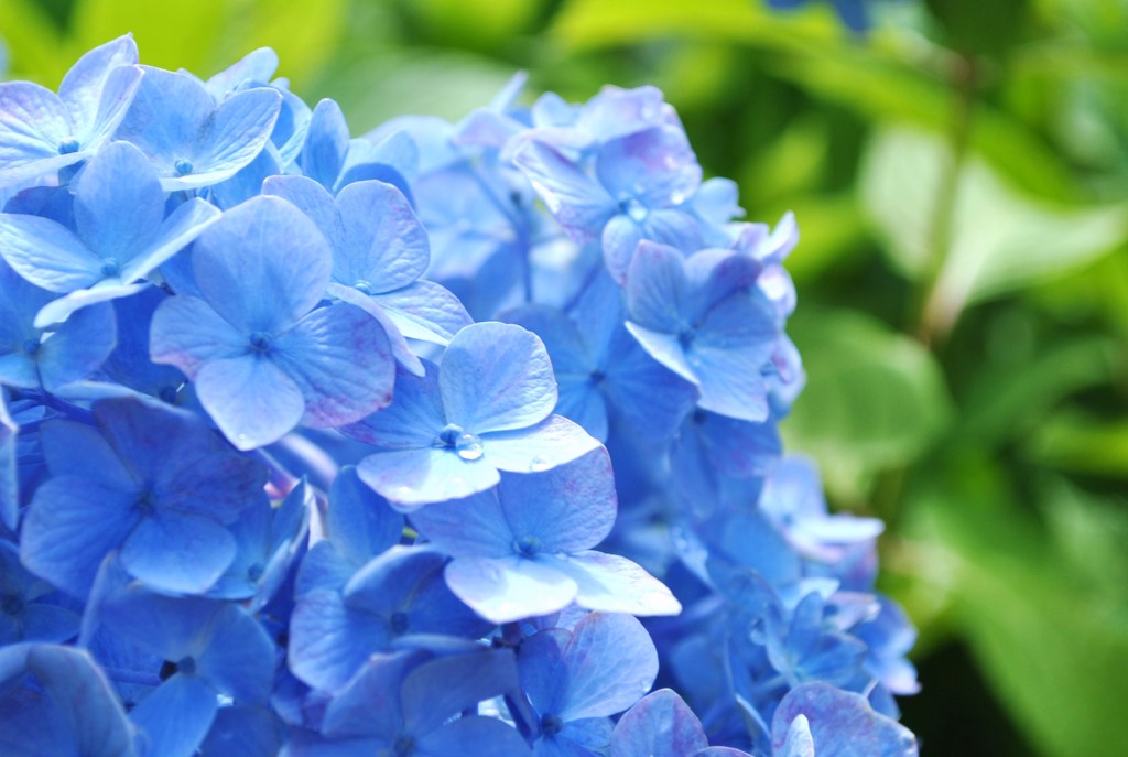 紫陽花