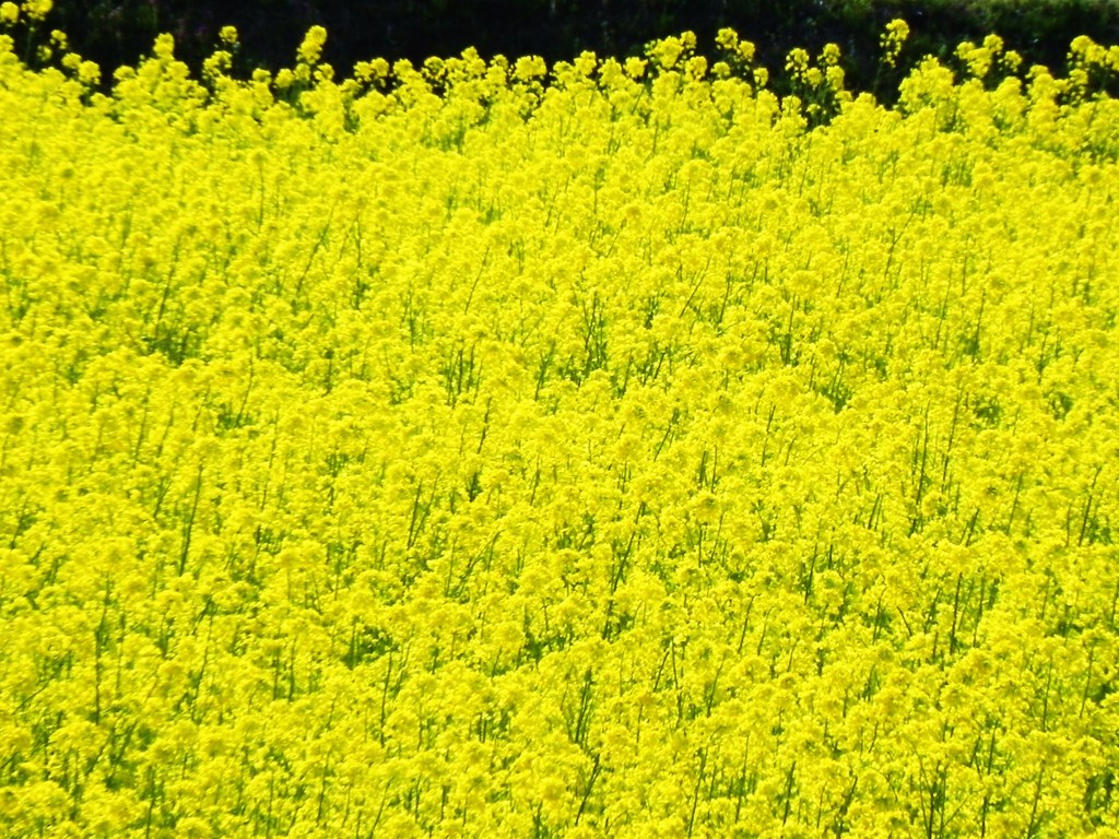 Rapeseed