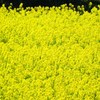 Rapeseed