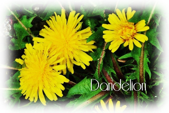Dandelion