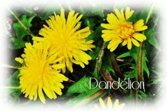 Dandelion
