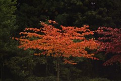 静