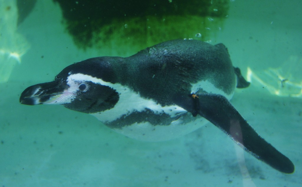 フンボルト・ペンギン