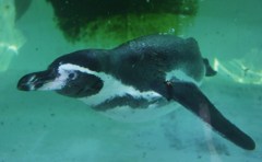 フンボルト・ペンギン
