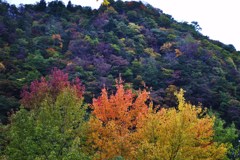 山を見てる紅陽トリオ