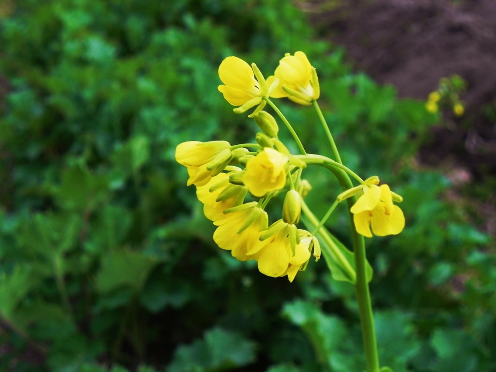 風の中の菜花