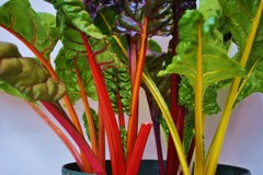 美しい野菜